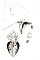 Dendrobium vanilliodorum: Dendrobium vanilliodorum J.J.Sm., drawing J.J. Smith, based on Bogor cult. (Sitanala 15) s.n.