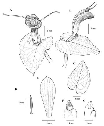 Corybas diversifolius