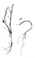 Octarrhena calceiformis: Octarrhena calceiformis (J.J.Sm.) P.Royen, as Chitonanthera calceiformis J.J.Sm., habit, photo of type specimen in J. J. Smith Archive, Lam 1685