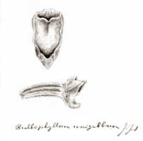 Bulbophyllum xanthochlamys: Bulbophyllum unigibbum J.J.Sm., column and lip, drawing J.J. Smith, from Gjellerup 1114