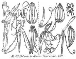 Habenaria novaehiberniae: Habenaria novaehiberniae Schltr., from Repert. Spec. Nov. Regni Veg. Beih. 21 (1923) t. 7, fig. 20