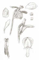 Dendrobium remotisepalum: Dendrobium remotisepalum J.J.Sm., drawing J.J. Smith, based on Lam 1433