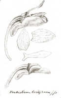 Dendrobium versteegii: Dendrobium versteegii J.J.Sm., as  Dendrobium toadjanum J.J.Sm., drawing J.J. Smith, based on Gjellerup 995