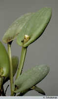 Dendrobium transversilobum: Dendrobium transversilobum J.J.Sm., habit, photo A. Schuiteman, based on Leiden cult. 950187, from Indonesia, Papua Barat Prov