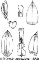 Calanthe chrysoleuca: Calanthe chrysoleuca Schltr., from Repert. Spec. Nov. Regni Veg. Beih. 21 (1923) t. 136, fig. 510
