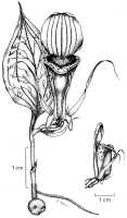 Corybas royenii: Corybas royenii Kores, plant habit, drawing Paul Kores in Blumea 24 (1978) 459, fig.