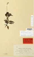 Crepidium paguroides: Crepidium paguroides (Schltr.) Szlach. (as Microstylis paguroides Schltr.), herbarium sheet, Schlechter 19384 (isotype specimen L)