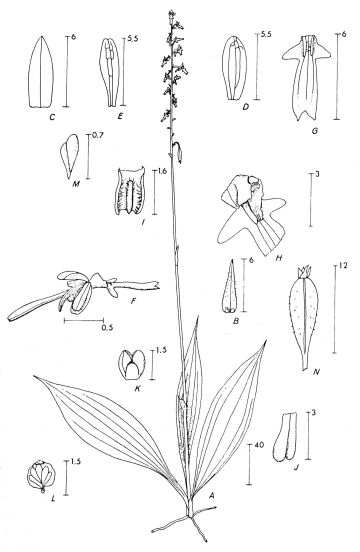 Calanthe fragrans