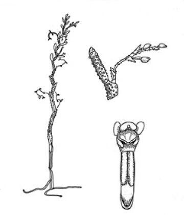 Octarrhena filiformis var. brachyphylla