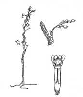 Octarrhena filiformis var. brachyphylla: Octarrhena filiformis (L.O.Williams) P.Royen var. brachyphylla (L.O.Williams) P.Royen, drawing P. van Royen in Alp. Fl. New Guinea 2 (1979) 728, fig. 250, modified