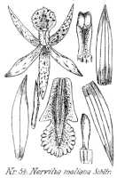Nervilia punctata: Nervilia maliana Schltr., drawing R. Schlechter in Repert. Spec. Nov. Regni Veg. Beih. 21 (1923) t. 17, fig. 54