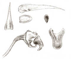 Bulbophyllum chloranthum: Bulbophyllum chloranthum Schltr. as Bulbophyllum solutisepalum J.J.Sm., floral analysis, drawing J.J. Smith, from Bogor cult. (Branderhorst) 293