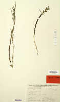 Octarrhena cucullifera: Octarrhena cucullifera J.J.Sm., herbarium sheet, Pulle (Versteeg) 2410 (isotype specimen L)