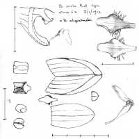 Bulbophyllum oligochaete: Bulbophyllum oligochaete Schltr.,  J.J. Vermeulen, sketch, flower analysis, based on Kloss s.n., Camp 6a, (7-1-1913), type of B. ovale Ridl.