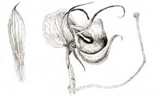 Corybas epiphyticus: Corybas epiphyticus (J.J.Sm.) Schltr., drawing J.J. Smith