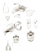 Octarrhena cymbiformis: Octarrhena cymbiformis J.J.Sm., floral analysis, drawing J.J. Smith, based on Lam 1582