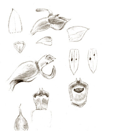 Octarrhena cymbiformis