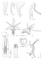 Dendrobium basifixum: Dendrobium basifixum de Vogel, drawing Eline Hoogendijk in De Vogel, van Vugt & Hoogendijk, Malesian Orchid Journal 22 (2018) 88, fig. 4
