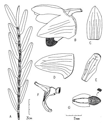 Dendrobium hooveri 