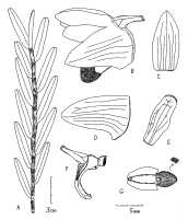 Dendrobium hooveri : Dendrobium hooveri Ormerod. Drawing by Paul Ormerod, Orchadian 15 (2007) 420, fig., based on the type: W. S. Hoover 937 (holo A).