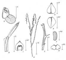 Octarrhena trigona: Octarrhena trigona (J.J.Sm.) P.Royen, drawing P. van Royen in Alp. Fl. New Guinea 2 (1979) 746, fig. 258