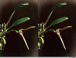 Bulbophyllum antenniferum: Bulbophyllum antenniferum (Lindl.) Rchb.f., plant habit, photo P. Jongejan, collection Royal Botanic Gardens, Kew, T.M. Reeve, cult. P. Jongejan. 110