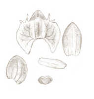 Crepidium retusum: Crepidium retusum (J.J.Sm.) Szlach., & Marg. (as Microstylis retusa J.J.Sm.), floral analysis, drawing J.J. Smith, based on Janowsky 200
