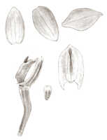 Crepidium wappeanum: Crepidium wappeanum (J.J.Sm.) Szlach. (as Microstylis wappeana J.J.Sm.), floral analysis, drawing J.J. Smith, based on Janowski 317