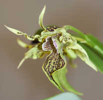 Dendrobium alexandrae: Dendrobium alexandrae  Schltr., flower, oblique lateral view, photo Ed de Vogel, based on Leiden cult. 20031797 from Milne Bay Prov.