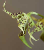 Dendrobium alexandrae: Dendrobium alexandrae  Schltr., flower, lateral view, photo Ed de Vogel, based on Leiden cult. 20031797 from Milne Bay Prov.