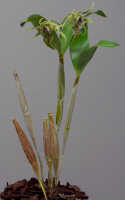 Dendrobium alexandrae: Dendrobium alexandrae  Schltr.,plant habit, photo Ed de Vogel, based on Leiden cult. 20031797 from Milne Bay Prov.