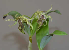 Dendrobium alexandrae: Dendrobium alexandrae  Schltr., flower, top part of stem with inflorescence, photo Ed de Vogel, based on Leiden cult. 20031797 from Milne Bay Prov.