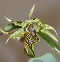 Dendrobium alexandrae: Dendrobium alexandrae  Schltr., flower, oblique front lview, photo Ed de Vogel, based on Leiden cult. 20031797 from Milne Bay Prov.