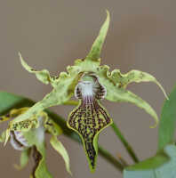Dendrobium alexandrae: Dendrobium alexandrae  Schltr., flower, front view, photo Ed de Vogel, based on Leiden cult. 20031797 from Milne Bay Prov.
