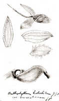 Bulbophyllum holochilum: Bulbophyllum holochilum J.J.Sm. var. aurantiacum J.J.Sm., floral analysis, drawing J.J. Smith, from Pulle 246