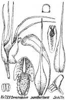 Dendrobium pantherinum: Dendrobium pantherinum Schltr., drawing R. Schlechter in Repert. Spec. Nov. Regni Veg. Beih. 21 (1928) t. 193, fig. 723