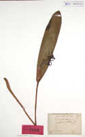 Dendrobium validicolle: Dendrobium validicolle J.J.Sm., possibly holotype specimen: Bogor cult. s.n. (BO)