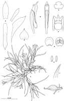 Dendrobium nardoides: Dendrobium nardoides Schltr., drawing by M. Bates in Notes Roy. Bot. Gard. Edinburgh 46 (1989) 204, fig. 10