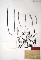 Glomera triangularis: Glomera triangularis J.J.Sm., herbarium sheet, Kock de 142, holotype specimen (BO)