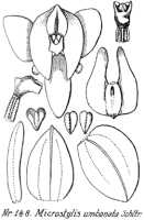 Crepidium umbonatum: Crepidium umbonatum (Schltr.) Szlach. (as Microstylis umbonata Schltr.), drawing R. Schlechter in Repert. Spec. Nov. Regni Veg. Beih. 21 (1923) t. 43, fig. 148