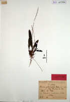 Phreatia constricta: Phreatia potamophila Schltr., herbarium sheet, Schlechter 18070 (isotype specimen BO)