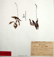 Crepidium fissum: Crepidium fissum (Schltr.) Szlach. (as Microstylis fissa Schltr.), herbarium sheet, Schlechter 19567 (isotype specimen BO)
