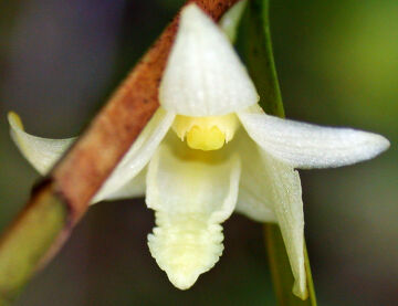 Dendrobium piestocaulon