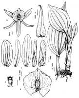 Crepidium maaikeae: Crepidium maaikeae Marg., Szlach. & Kubala, Orchidee 50 (1999) 651, fig., drawing by Hannah  Margoñska