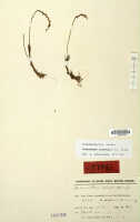 Octarrhena lorentzii: Octarrhena lorentzii J.J.Sm., as Chitonanthera suborbicularis J.J.Sm., herbarium sheet, Lam 1607 (holotype specimen L)