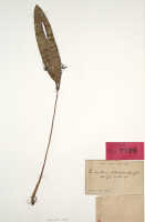 Dendrobium dilatatocolle: Dendrobium dilatatocolle J.J.Sm., holotype specimen: Bogor cult. s.n. (BO)