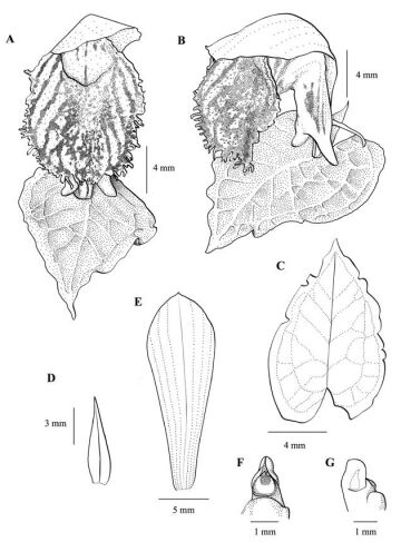 Corybas viridisepalus
