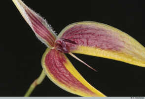 Bulbophyllum maxillare: Bulbophyllum maxillare (Lindl.) Rchb.f., flower detail, centre of flower, oblique front view, photo A. Schuiteman, Leiden cult. 20031093