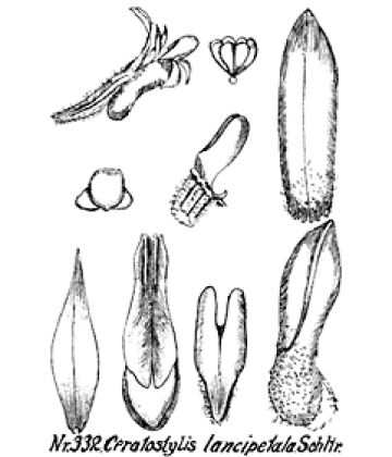 Ceratostylis lancipetala
