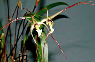 Dendrobium mekynosepalum: Dendrobium mekynosepalum Schltr., flowers, various views, photo Ed de Vogel, Leiden cult. 20081623 (de Vogel & Raka) from Papua New Guinea, East New Britain Prov.